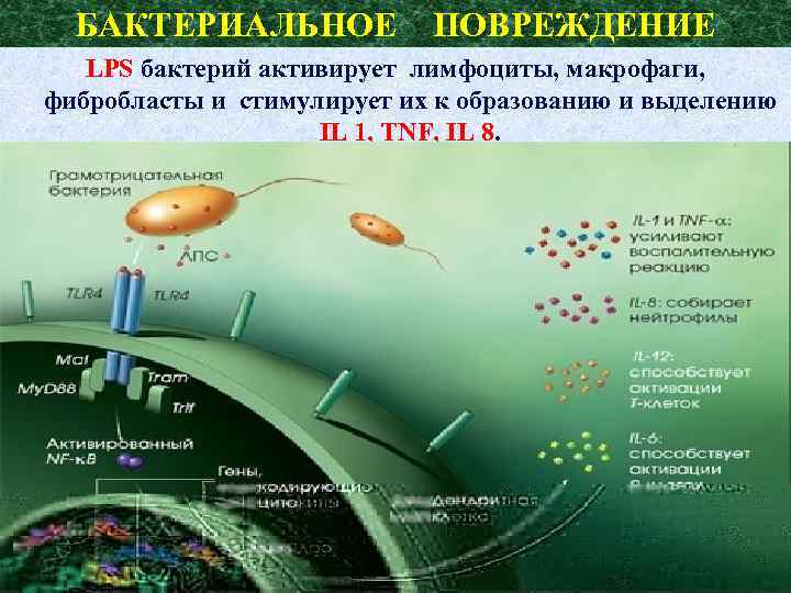 БАКТЕРИАЛЬНОЕ ПОВРЕЖДЕНИЕ LPS бактерий активирует лимфоциты, макрофаги, фибробласты и стимулирует их к образованию и