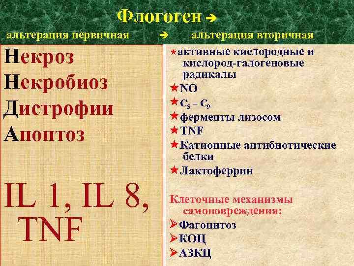  Флогоген альтерация первичная альтерация вторичная активные кислородные и кислород-галогеновые радикалы NO C 5