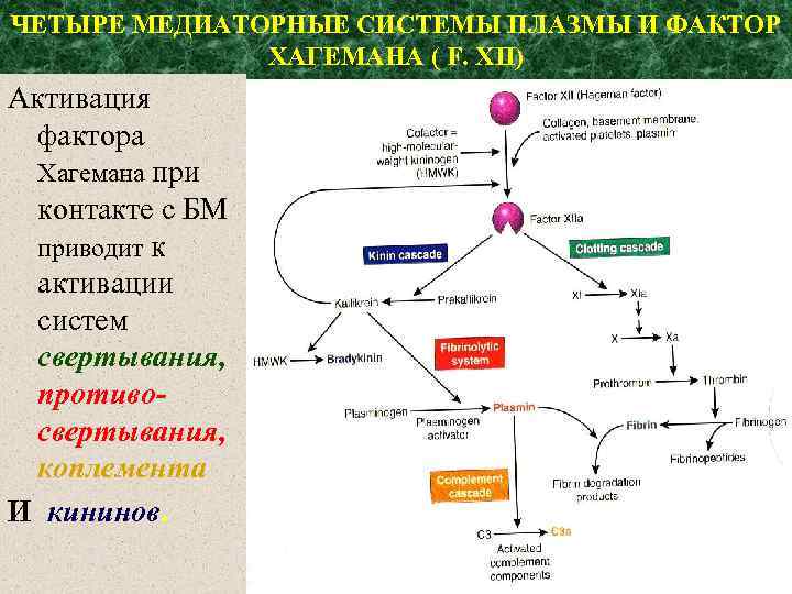 ЧЕТЫРЕ МЕДИАТОРНЫЕ СИСТЕМЫ ПЛАЗМЫ И ФАКТОР ХАГЕМАНА ( F. XII) Активация фактора Хагемана при