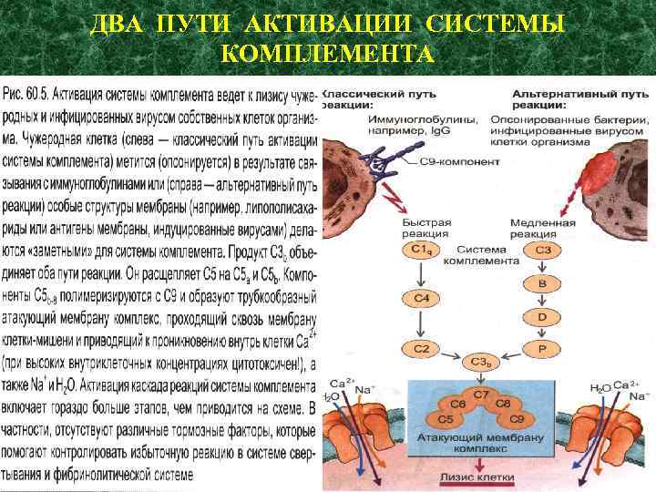 ДВА ПУТИ АКТИВАЦИИ СИСТЕМЫ КОМПЛЕМЕНТА 