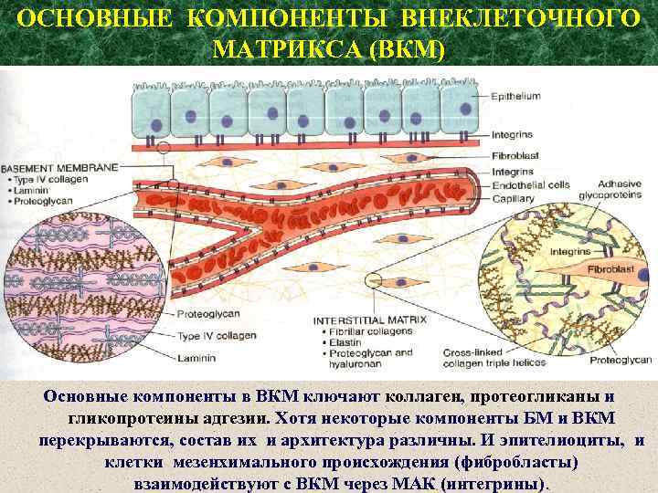 Внеклеточный матрикс