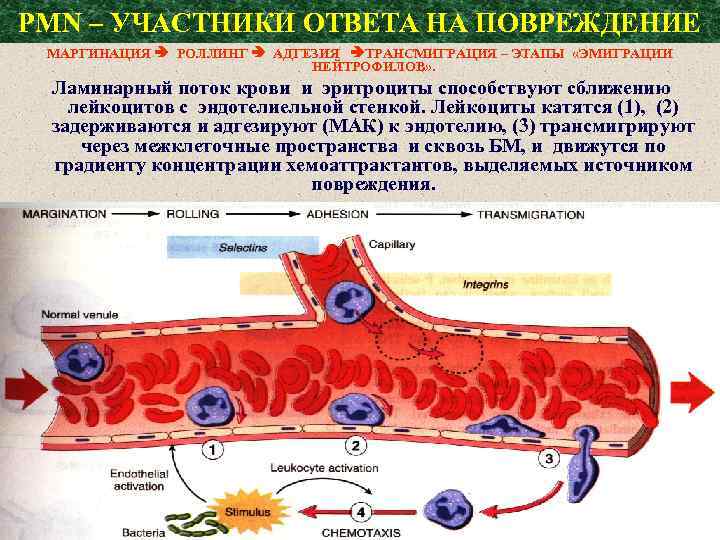PMN – УЧАСТНИКИ ОТВЕТА НА ПОВРЕЖДЕНИЕ МАРГИНАЦИЯ РОЛЛИНГ АДГЕЗИЯ ТРАНСМИГРАЦИЯ – ЭТАПЫ «ЭМИГРАЦИИ НЕЙТРОФИЛОВ»