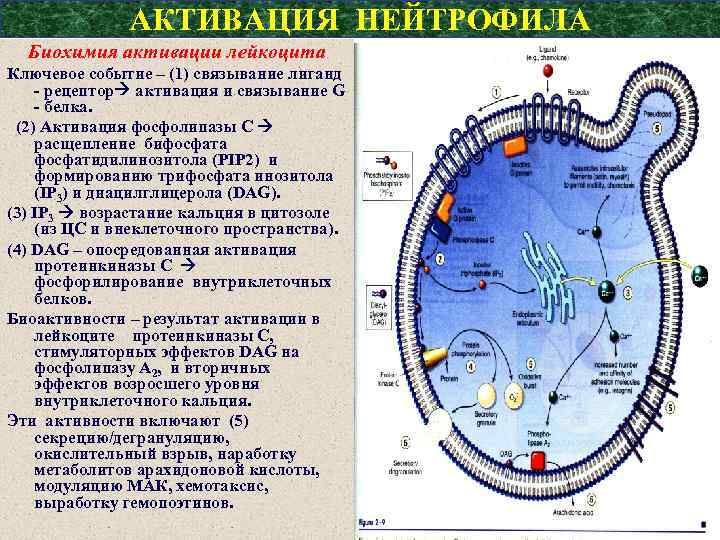 АКТИВАЦИЯ НЕЙТРОФИЛА Биохимия активации лейкоцита Ключевое событие – (1) связывание лиганд - рецептор активация