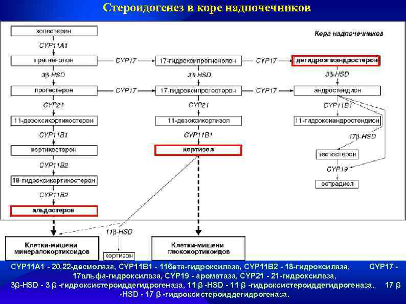 При значительном дефиците 21 гидроксилазы развивается клиническая картина