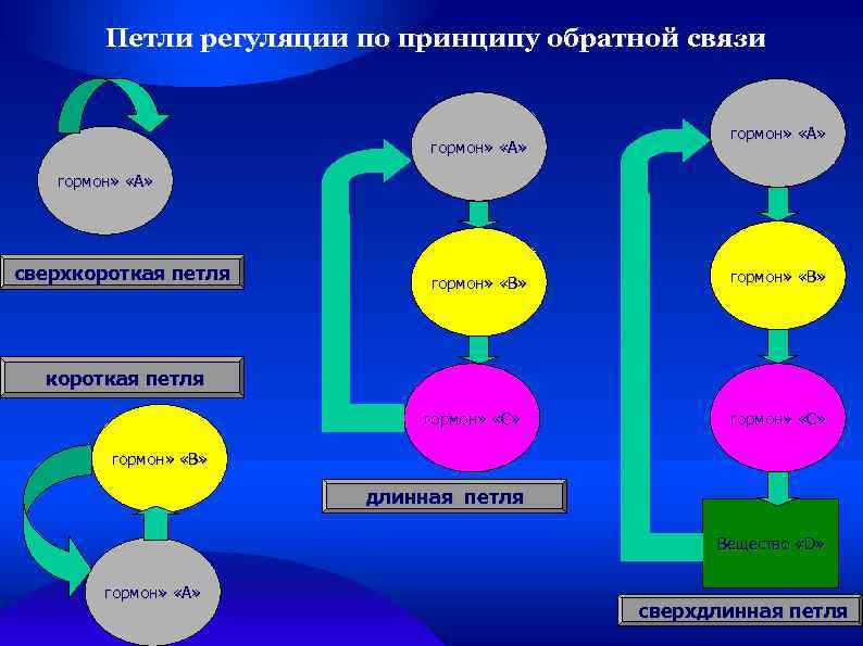 Петли регуляции по принципу обратной связи гормон» «А» сверхкороткая петля гормон» «В» короткая петля