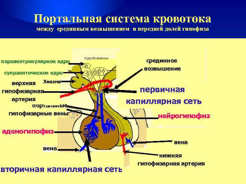 Гипофиз кровеносная система. Гипоталамо-гипофизарная система чудесная сеть. Гипофиз и гипоталамус воротная Вена. Воротная Вена гипоталамуса. Гипофизарная воротная Вена.