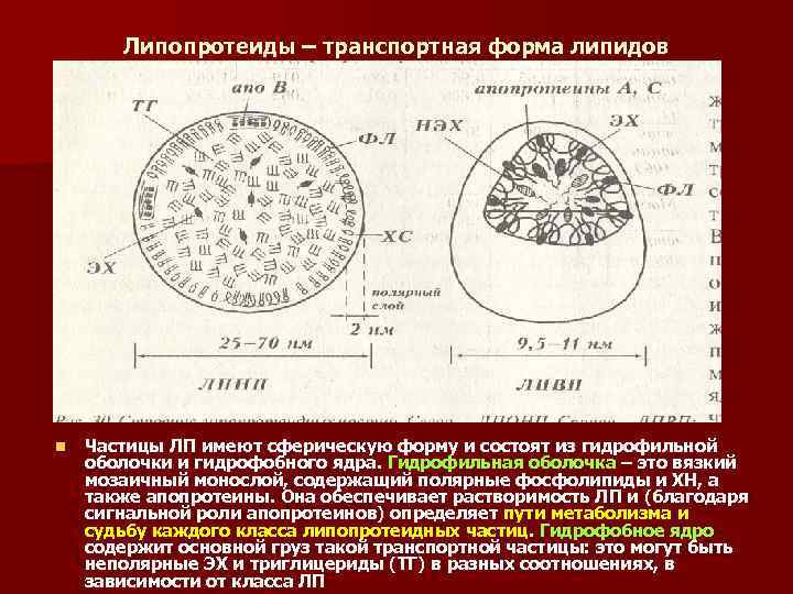 Липопротеиды – транспортная форма липидов n Частицы ЛП имеют сферическую форму и состоят из