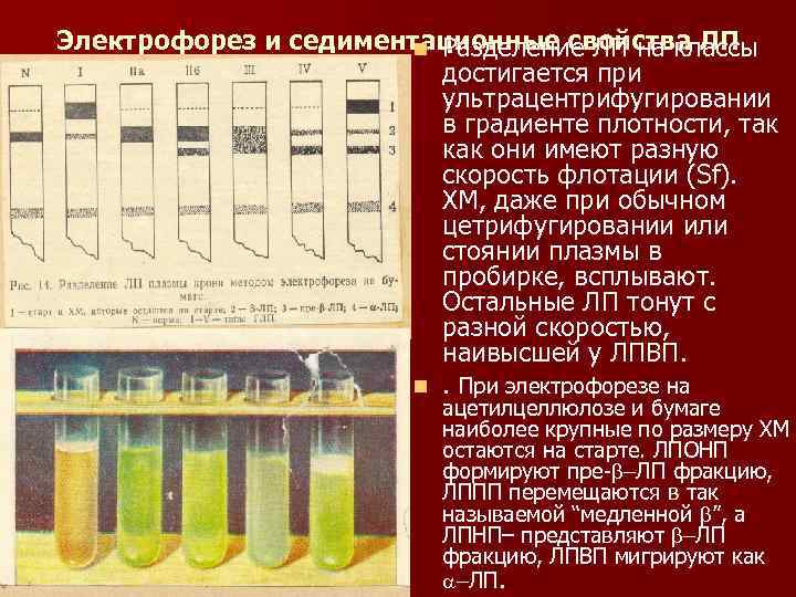 Электрофорез и седиментационные свойства ЛП n Разделение ЛП на классы достигается при ультрацентрифугировании в