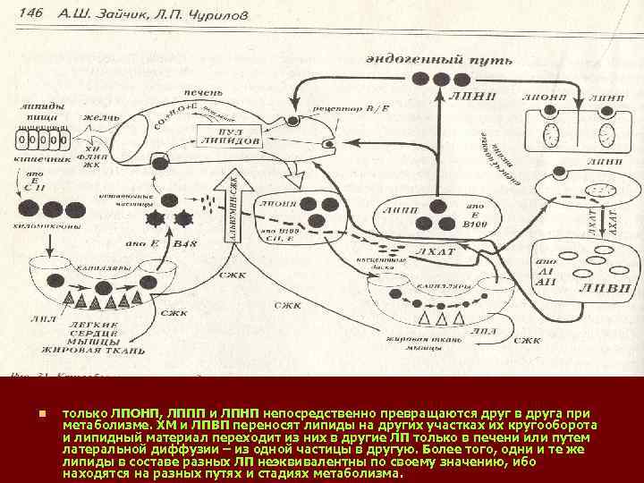 n только ЛПОНП, ЛППП и ЛПНП непосредственно превращаются друг в друга при метаболизме. ХМ