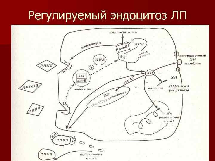 Регулируемый эндоцитоз ЛП 