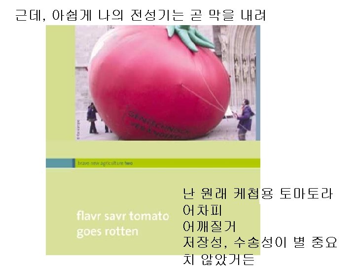 근데, 아쉽게 나의 전성기는 곧 막을 내려 난 원래 케첩용 토마토라 어차피 어깨질거 저장성,