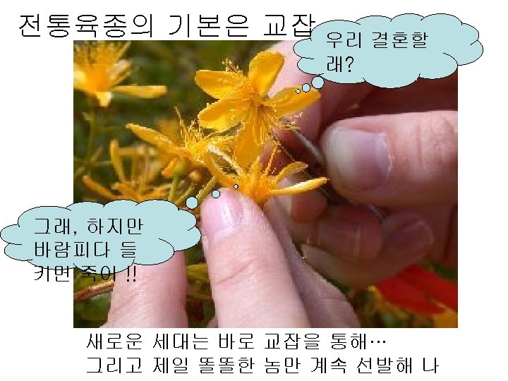 전통육종의 기본은 교잡 우리 결혼할 래? 그래, 하지만 바람피다 들 키면 죽어 !! 새로운