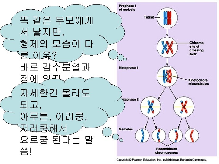 똑 같은 부모에게 서 낳지만, 형제의 모습이 다 른 이유? 바로 감수분열과 정에 있지.