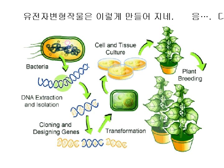 유전자변형작물은 이렇게 만들어 지네. 음…. 디 