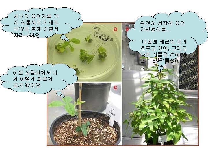 세균의 유전자를 가 진 식물세포가 세포 배양을 통해 이렇게 자라났어요. . 완전히 성장한 유전