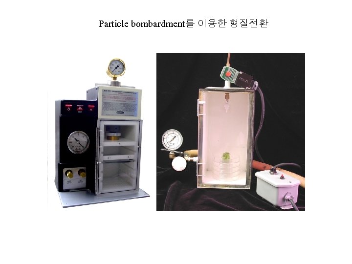 Particle bombardment를 이용한 형질전환 
