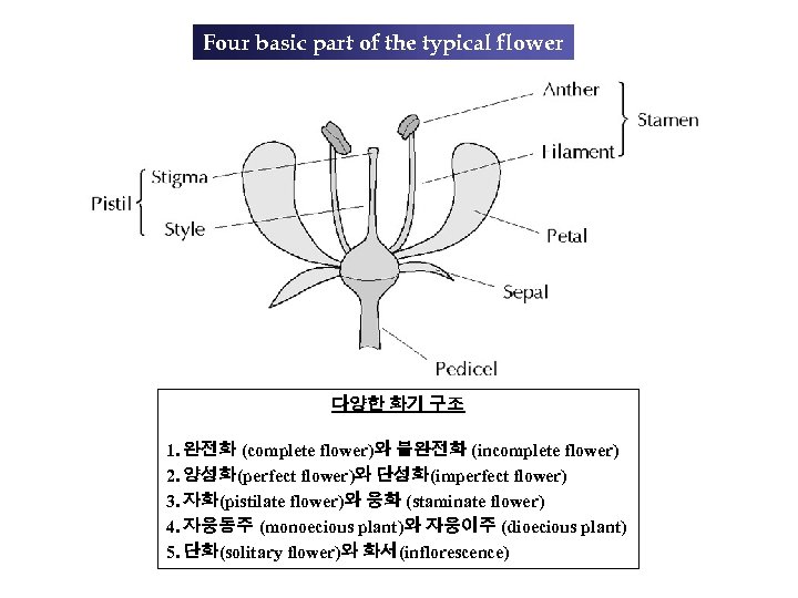 Four basic part of the typical flower 다양한 화기 구조 1. 완전화 (complete flower)와