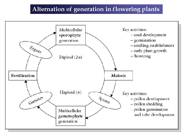 Alternation of generation in flowering plants 