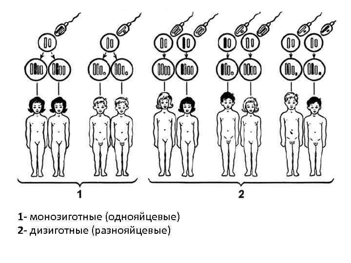 1 - монозиготные (однояйцевые) 2 - дизиготные (разнояйцевые) 