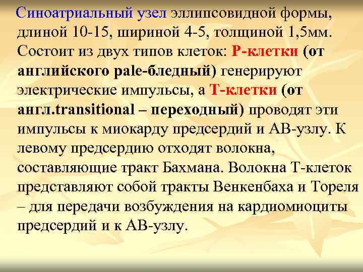  Синоатриальный узел эллипсовидной формы, длиной 10 -15, шириной 4 -5, толщиной 1, 5