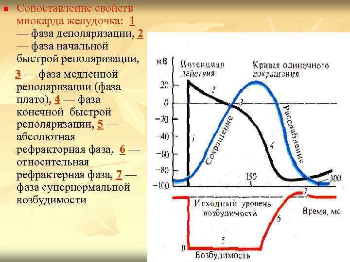 Сопоставление свойств миокарда желудочка: 1 — фаза деполяризации, 2 — фаза начальной быстрой реполяризации,