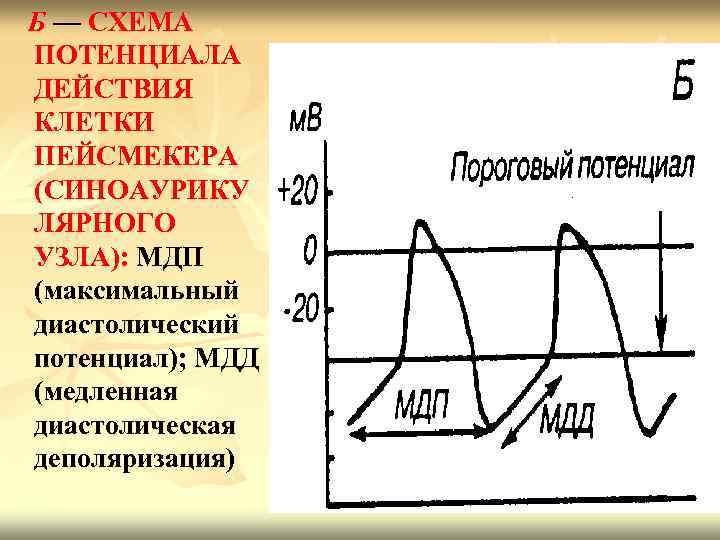 Б — СХЕМА ПОТЕНЦИАЛА ДЕЙСТВИЯ КЛЕТКИ ПЕЙСМЕКЕРА (СИНОАУРИКУ ЛЯРНОГО УЗЛА): МДП (максимальный диастолический потенциал);