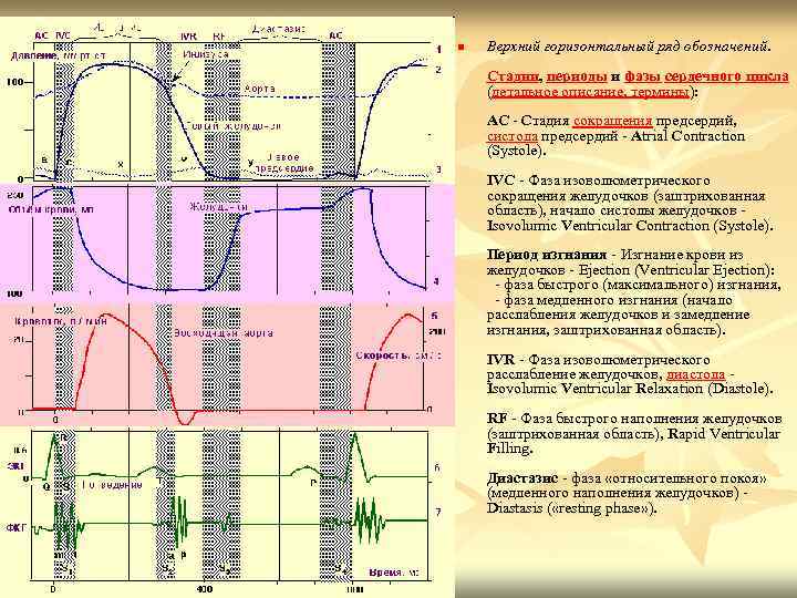 n Верхний горизонтальный ряд обозначений. Стадии, периоды и фазы сердечного цикла (детальное описание, термины):