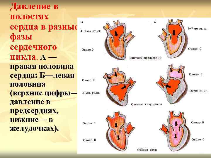  Давление в полостях сердца в разные фазы сердечного цикла. А — правая половина