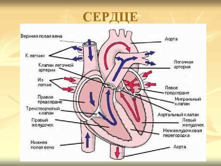 СЕРДЦЕ 