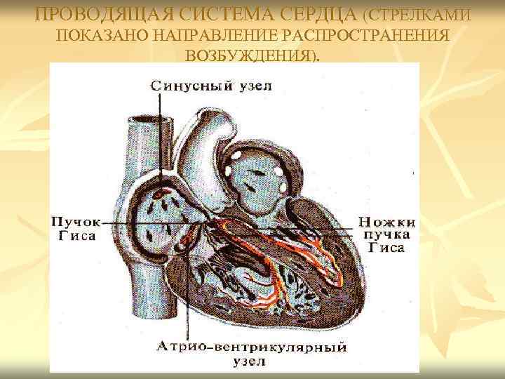 ПРОВОДЯЩАЯ СИСТЕМА СЕРДЦА (СТРЕЛКАМИ ПОКАЗАНО НАПРАВЛЕНИЕ РАСПРОСТРАНЕНИЯ ВОЗБУЖДЕНИЯ). 