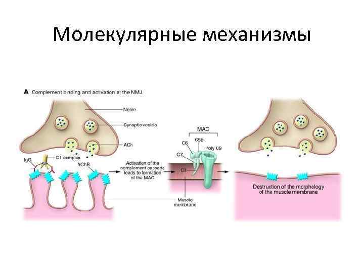 Молекулярные механизмы 