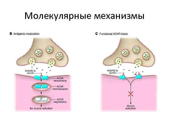 Молекулярные механизмы 