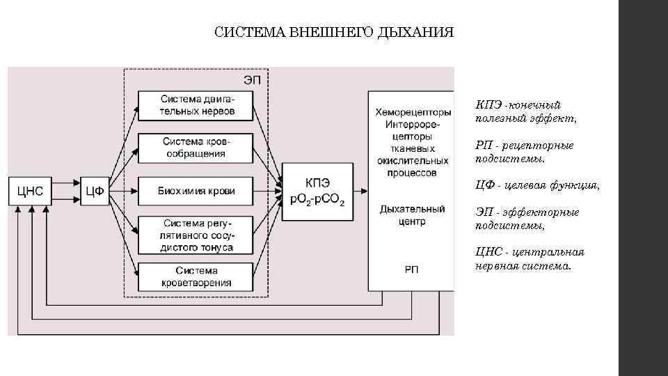 СИСТЕМА ВНЕШНЕГО ДЫХАНИЯ КПЭ -конечный полезный эффект, РП - рецепторные подсистемы. ЦФ - целевая