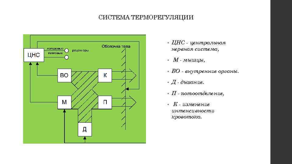 СИСТЕМА ТЕРМОРЕГУЛЯЦИИ • • ЦНС - центральная нервная система, М - мышцы, • ВО