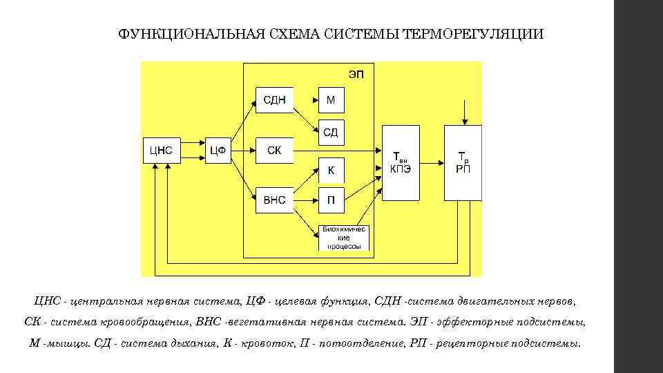 ФУНКЦИОНАЛЬНАЯ СХЕМА СИСТЕМЫ ТЕРМОРЕГУЛЯЦИИ ЦНС - центральная нервная система, ЦФ - целевая функция, СДН