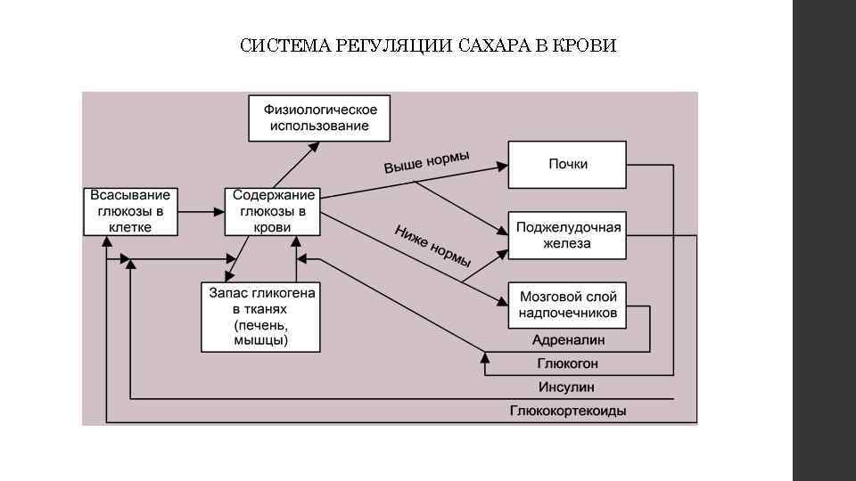 СИСТЕМА РЕГУЛЯЦИИ САХАРА В КРОВИ 