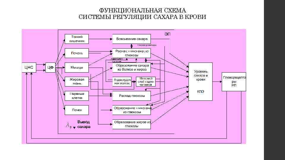 ФУНКЦИОНАЛЬНАЯ СХЕМА СИСТЕМЫ РЕГУЛЯЦИИ САХАРА В КРОВИ 