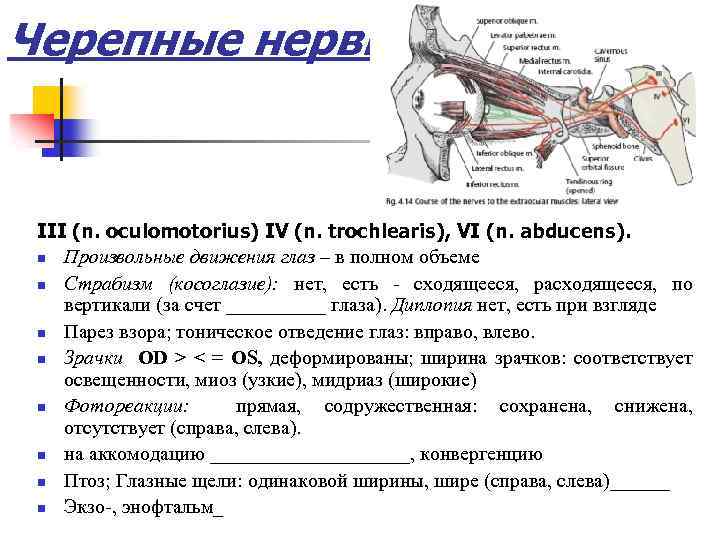 Черепные нервы III (n. oculomotorius) IV (n. trochlearis), VI (n. abducens). n Произвольные движения