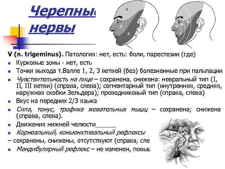 Черепные нервы V (n. trigeminus). Патология: нет, есть: боли, парестезии (где) n Курковые зоны