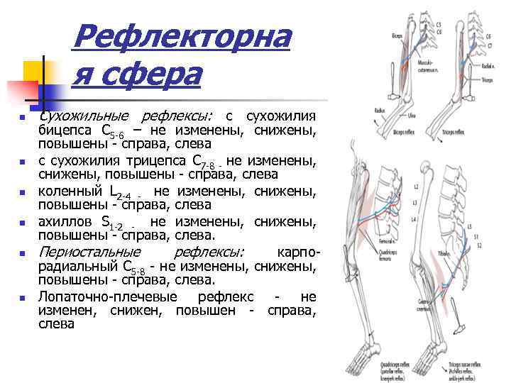 Рефлекторна я сфера n n n Сухожильные рефлексы: с сухожилия бицепса С 5 -6