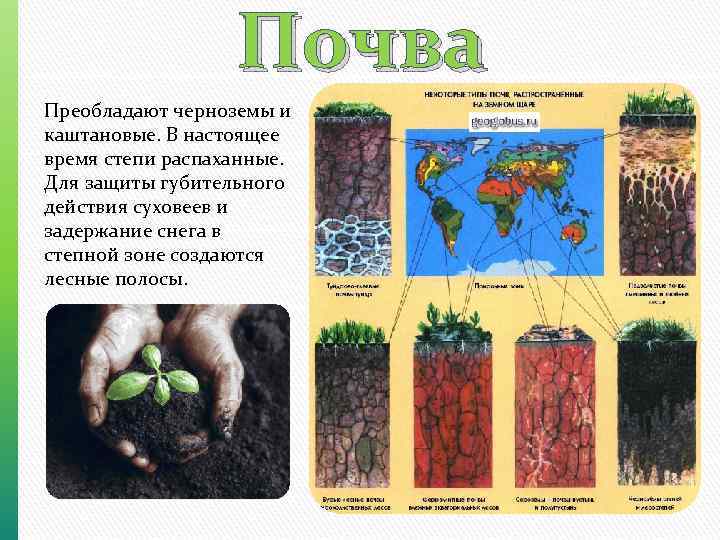 Почва Преобладают черноземы и каштановые. В настоящее время степи распаханные. Для защиты губительного действия