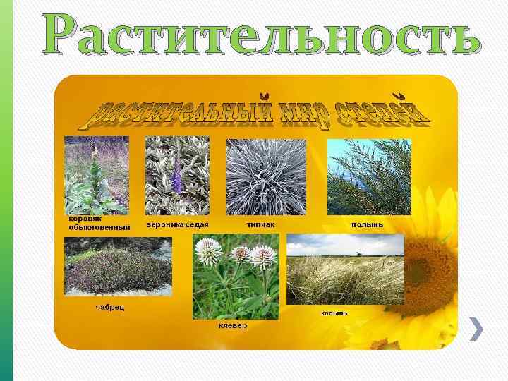 Растительность 