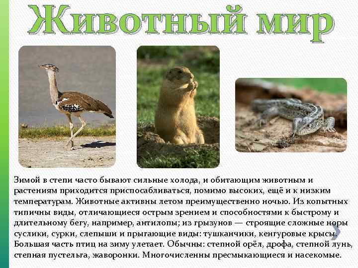 Какие животные обитают в оренбургской области