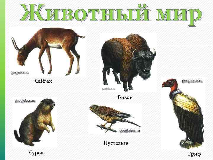 Животный мир Сайгак Бизон Пустельга Сурок Гриф 