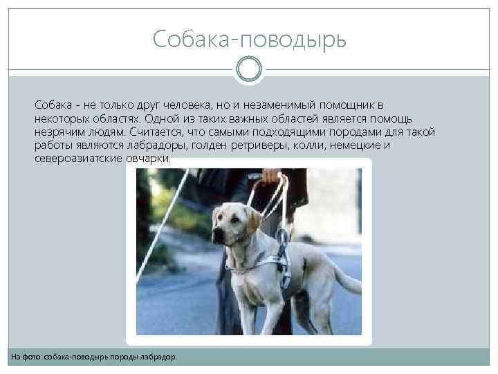 Собака-поводырь Собака - не только друг человека, но и незаменимый помощник в некоторых областях.