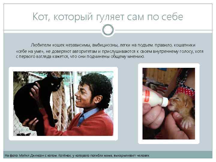 Кот, который гуляет сам по себе Любители кошек независимы, амбициозны, легки на подъем. правило,