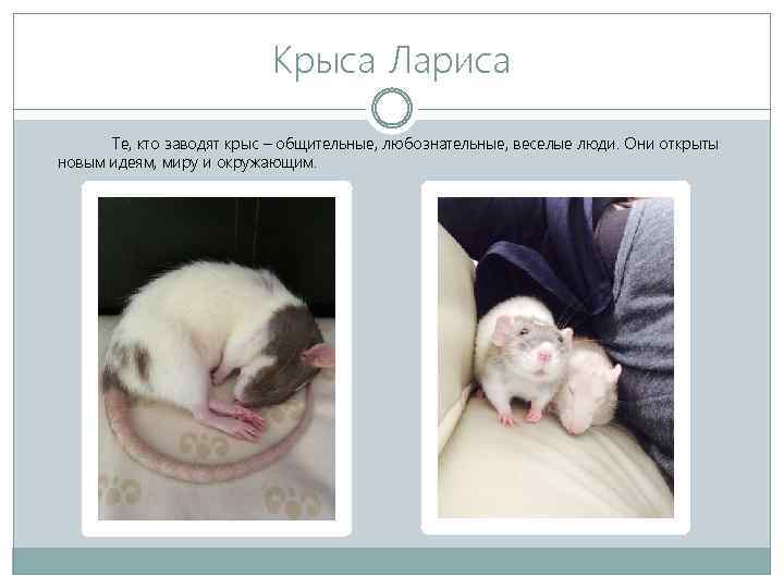 Крыса Лариса Те, кто заводят крыс – общительные, любознательные, веселые люди. Они открыты новым