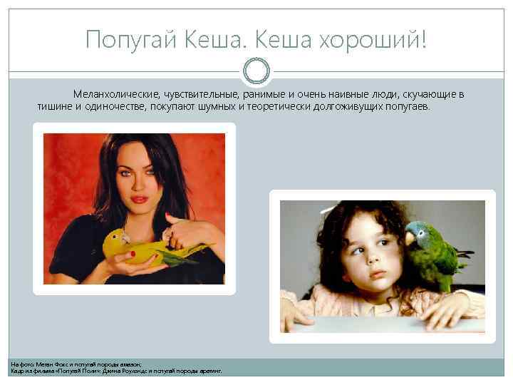 Попугай Кеша хороший! Меланхолические, чувствительные, ранимые и очень наивные люди, скучающие в тишине и