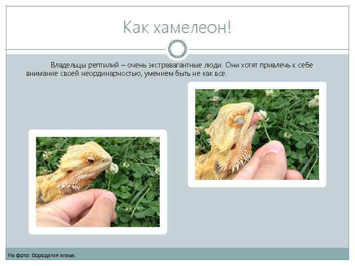 Как хамелеон! Владельцы рептилий – очень экстравагантные люди. Они хотят привлечь к себе внимание