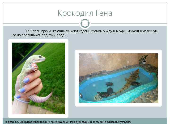 Крокодил Гена Любители пресмыкающихся могут годами копить обиду и в один момент выплеснуть ее